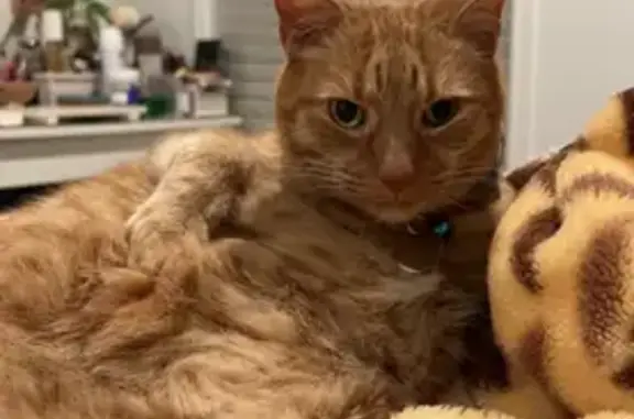 Lost Ginger Cat: Desexed, Half Tail, Estoril St, Brisbane