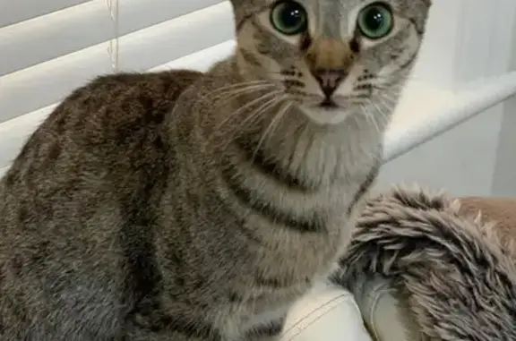 Lost: Petite Siamese-Persian Mix Cat, Mila. Last seen in Adelaide.