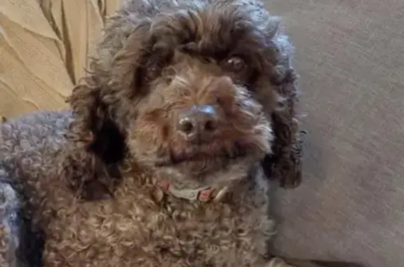 Lost Brown Spoodle, Female Desexed | Scenic Hwy, Central Coast