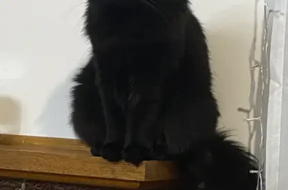 Lost Black Cat with Brown Highlights - Help Us Find Him!