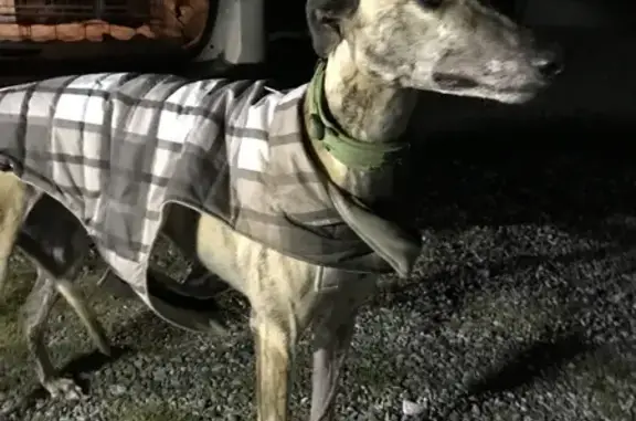 Lost & Found: Brindle Greyhound in West Tamar