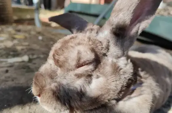 Lost Friendly Male Rabbit: Cho...