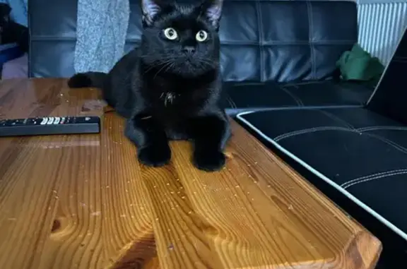 Lost Black Male Cat: Blue Eyes, Gentle & Neutered