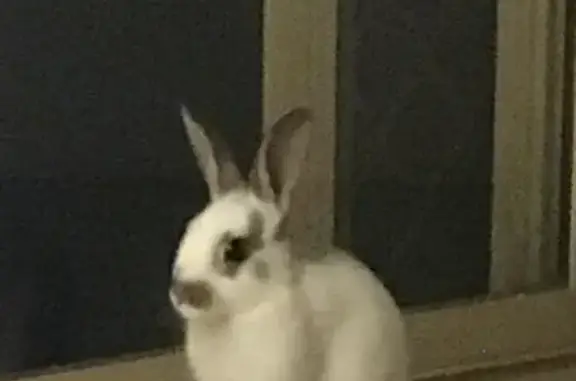 Adorable Lost Dwarf Rabbit Dotty - Help Find Her!