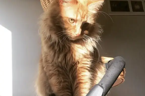 Missing cat , photo: Lost Manx Cat: Pink Collar, Last Seen 1:30pm 20/08/23