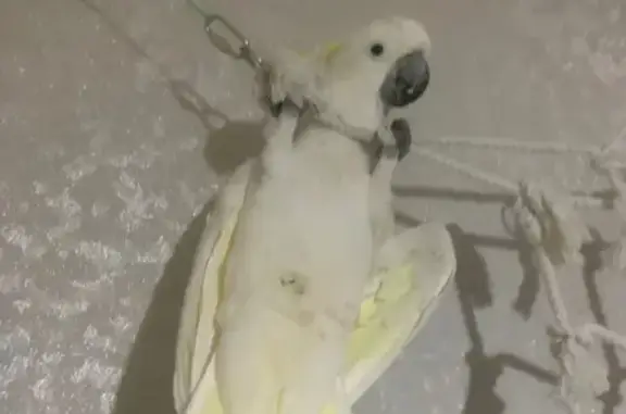 Lost pets , photo: Missing Bird: Ageed Hammerton Street, 10-14