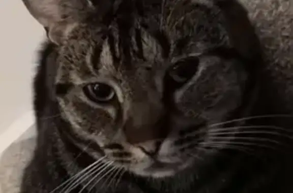 Lost Tabby Cat: Neutered & Microchipped