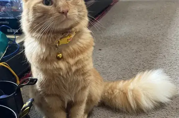 Lost: Orange Long-Haired Cat in Thornbury, Darebin