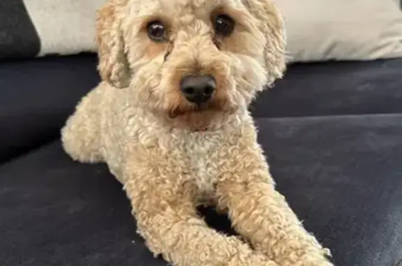 Lost Male Cavoodle: Light-Colored. Hand in at Potter St. Vet