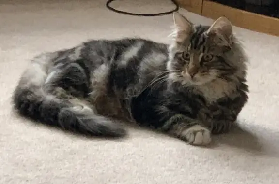 Lost Norwegian Forest Cat: Grey/Brown Tabby Dunroyal