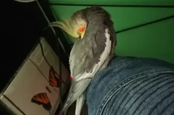 Lost male cockatiel with grey feathers and Harry Potter whistle