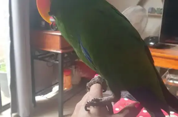 Lost Bird: Help Find Rollo, the Friendly Green Parrot