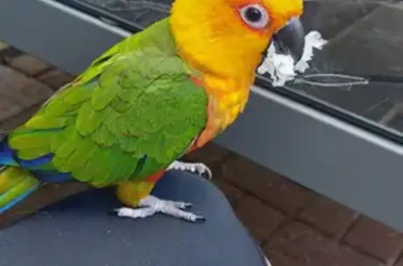 Missing Male Jenday Conure: Lost on Geraldine St.