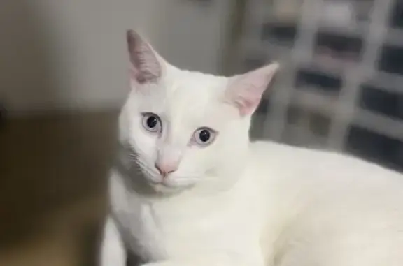 URGENT: DEAF white cat missing in Seven Kings area
