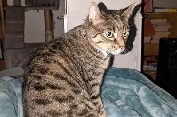 Lost Tabby Cat Xanthe in Christie Downs
