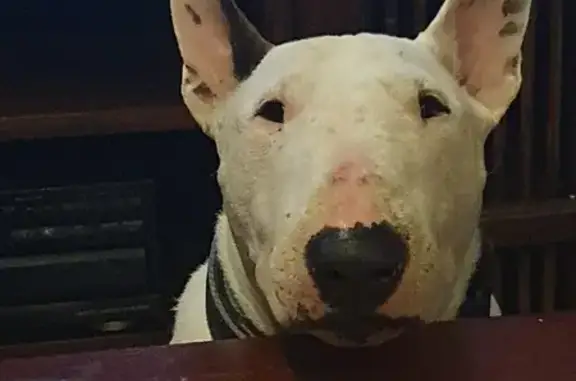 Lost Bull Terrier: White, Microchipped | Gold Coast