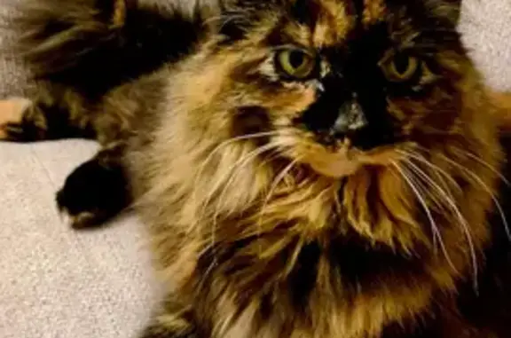 Lost Female Cat in Yarm, UK: Missing, Microchipped