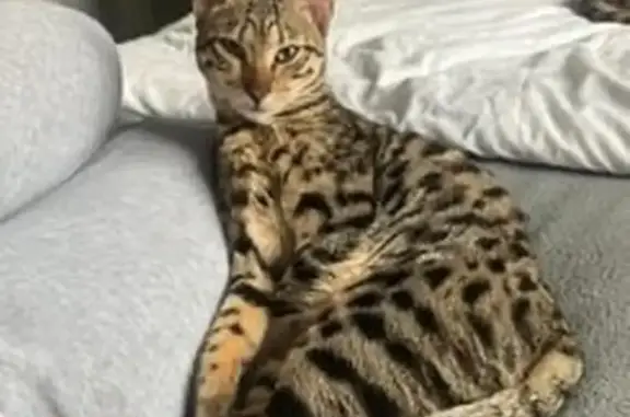 Lost Female Indoor Cat: Black/Brown Spotted Tabby - Gullane Dr, 21