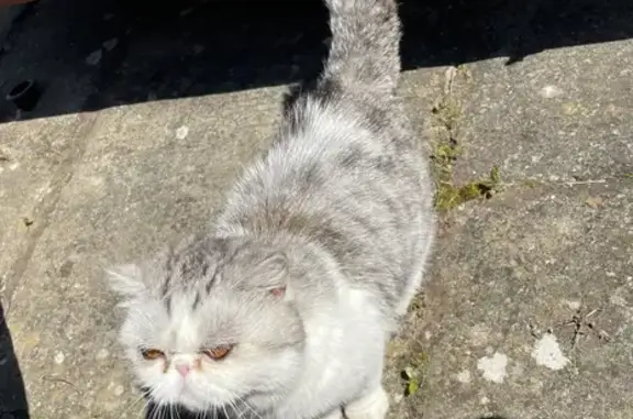 Adorable Exotic Shorthair Missing - Help Bring Her Home!