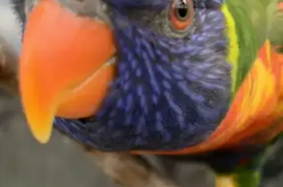 Adorable Birdie: Lost Rainbow Lorikeet on Kanooka Drive