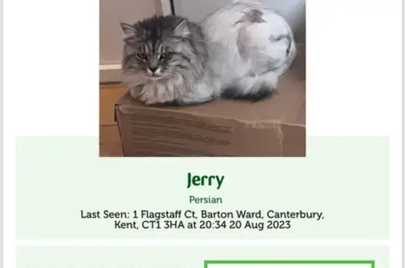 Lost Persian Cat: White & Black Mix, Short Tail, Petite