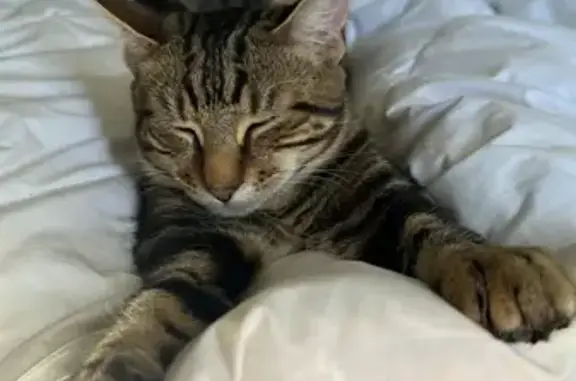Lost Tabby Cat: Missing on Musgrave Road, Brisbane