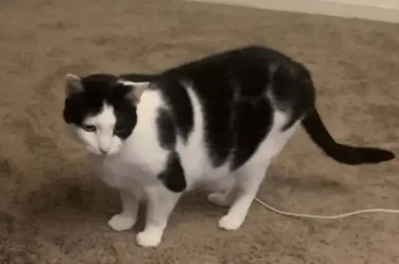Missing cat , photo: Lost Cat Alert: Shy Black & White Splodges on Pindari Ave