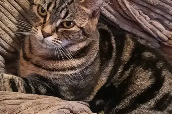 Lost Tabby Cat: Grumpy Alice, Short-legged, Deaf