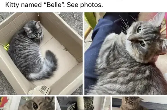 Lost Friendly Silver Tabby Cat - Belle