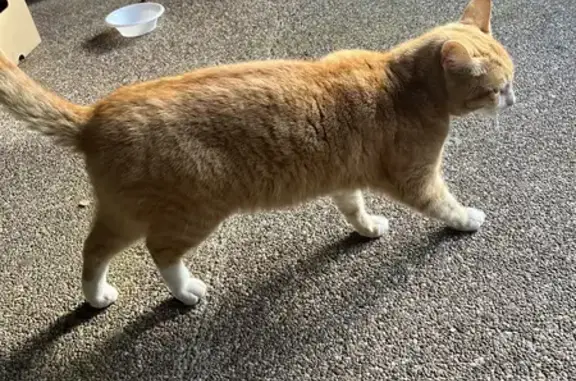 Ginger Male Cat Missing: Injured Tail & Leg, Limping - Mount Druitt Road, Sydney