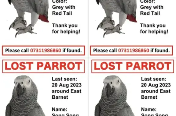Lost Grey Bird with Red Tail | Brookhill Close, London