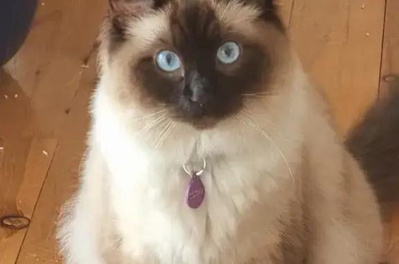Lost Ragdoll Cat: Cream/Brown, Blue Eyes, Erawar Close