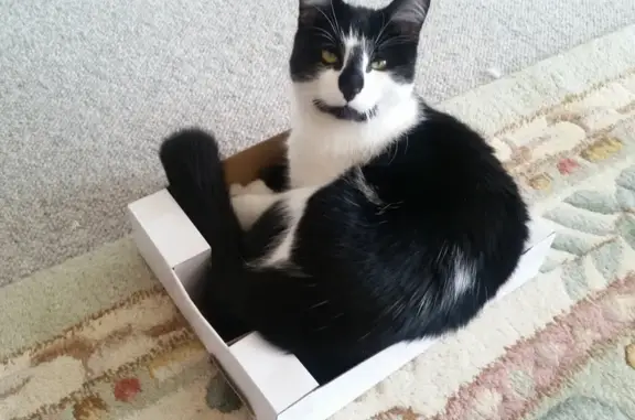 Lost: Friendly Black & White Female Cat - Highfield, Southampton