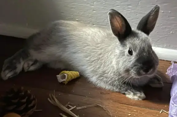 Lost Netherland Dwarf Rabbit:...