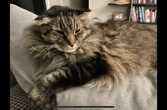 Lost: Big Tabby Maine Coone - Margaret St, Newcastle