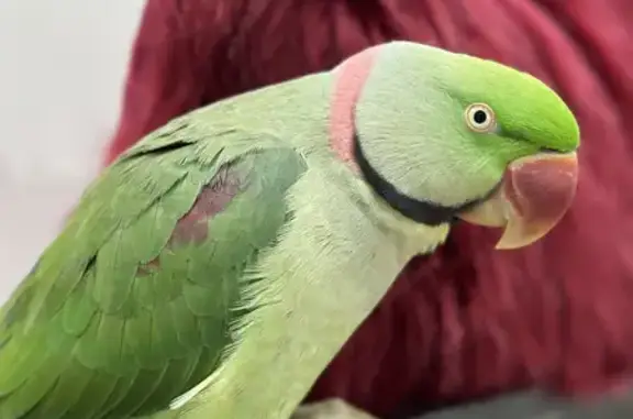 Lost Friendly Green Bird with Long Tail in Bay Street, Sydney