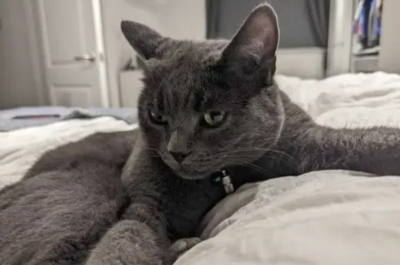 Lost: Friendly Grey Female Cat, Edgware NW London
