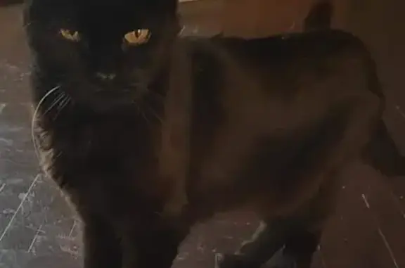 Lost elderly black cat in Inglemire Lane - Help find!