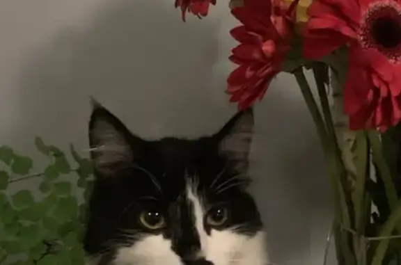 Chatty Black & White Cat Missing: Help Us Find Her!
