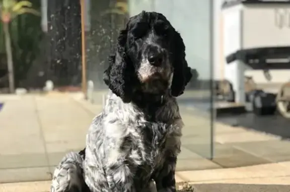 Lost: Sophie, Female Cocker Spaniel - Queen St, Canada Bay