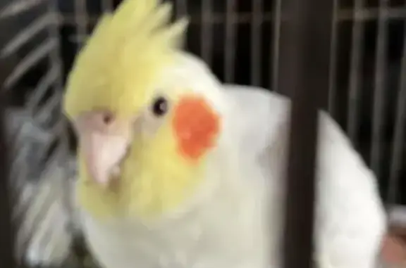 Lost Hand-Tamed Male Cockatiel | Brisbane