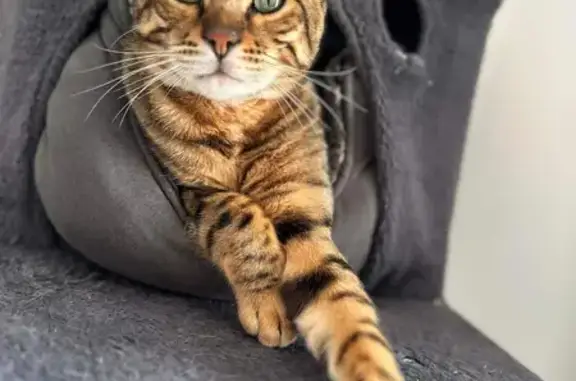 Lost Male Bengal Cat: Ginger, Spotted & Vocal