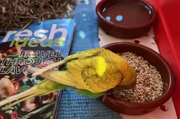 Lost Budgie Found: Yellow & Green, William Langman Circuit