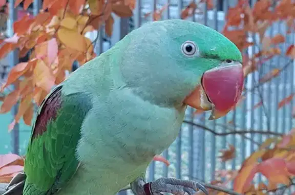 Lost Nepalese Parrot: Green w/ Red Beak #12#0042