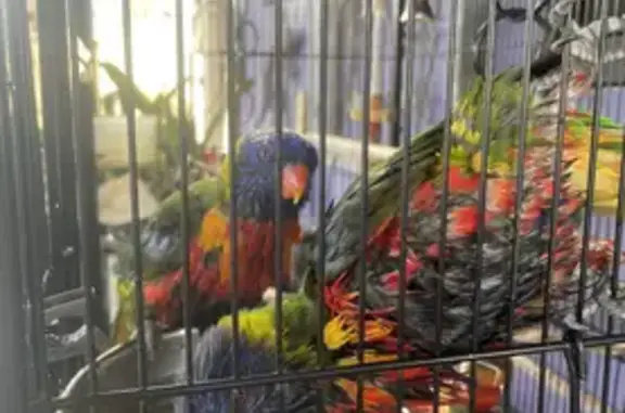 Lost Rainbow Lorikeet: Wingfield SA, 8.30 am - Help Find!