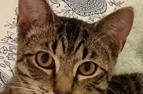 Lost Male Tabby Cat: Simba Junior on Henry Ave