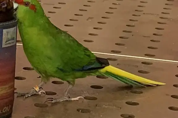 Lost & Found: Healthy Bird with Leg Ring | Lilli Pilli Drive, Gold Coast