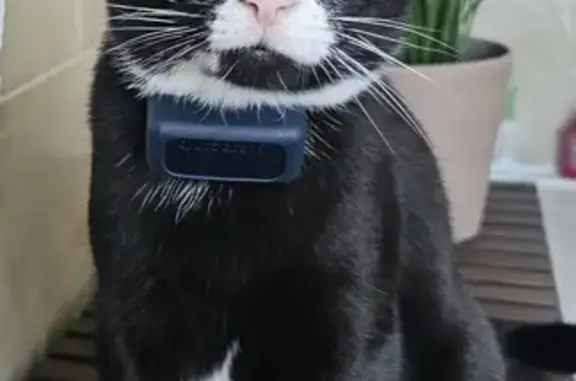 Lost Black & White Cat: Tracker & Feline Vanished