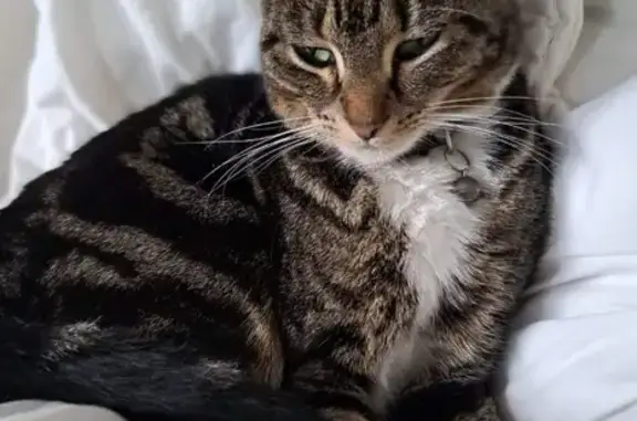 Lost: Small Female Tabby Cat Nelly | Castle Donington