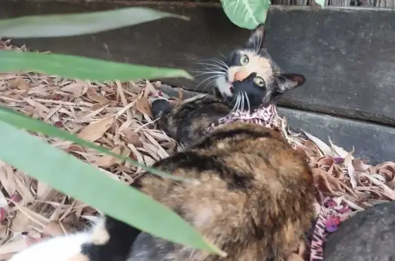 Lost Tortoiseshell Cat: Escaped on Bushgum Crescent